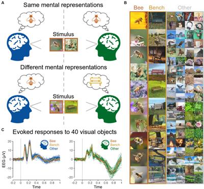 Measuring information alignment in hyperscanning research with representational analyses: moving beyond interbrain synchrony